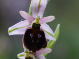 Ophrys_biscutella_Mattinata_Coppa_Guardiola